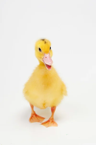 Little duck isolated on white background — Stock Photo, Image