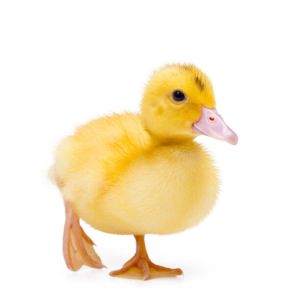 Little duck on white background