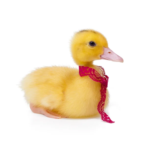 Two little ducks on white background — Stock Photo, Image