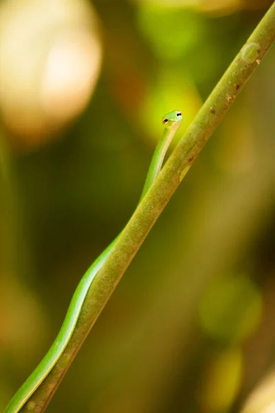 Slim serpente está rastejando em Brench na floresta do Sri Lanka — Fotografia de Stock