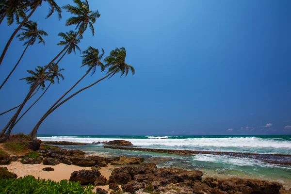 Námořní krajina s palmami — Stock fotografie