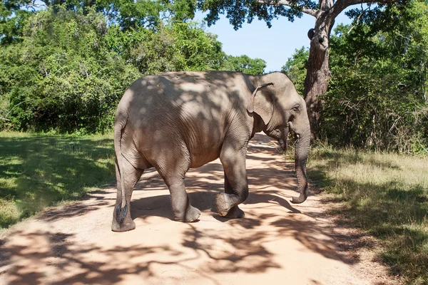 Elefante adulto cammina lungo la strada — Foto Stock