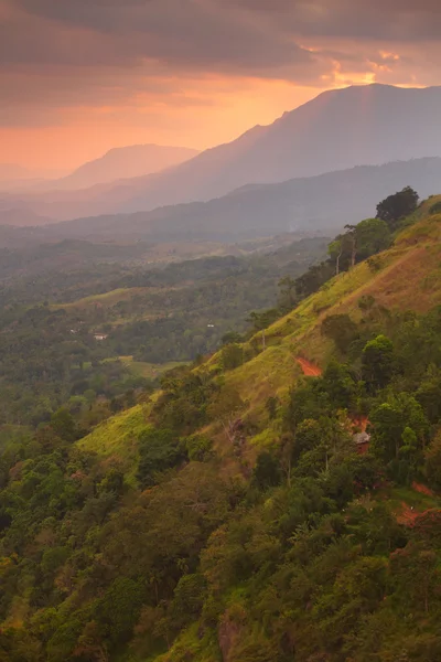 Bentang matahari terbenam dengan bidang hijau dan palem di Sri Lanka — Stok Foto