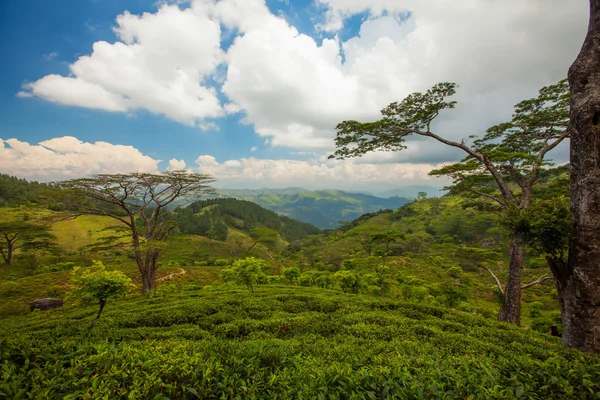 Paisaje al atardecer con campo verde y palmera en Sri Lanka — Foto de Stock