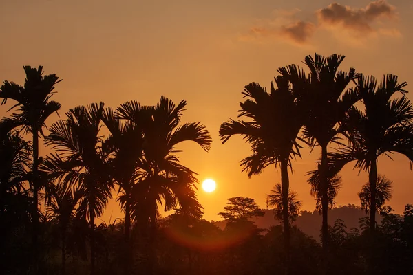 Sonnenuntergangslandschaft mit grünem Feld und Palmen in sri lanka — Stockfoto