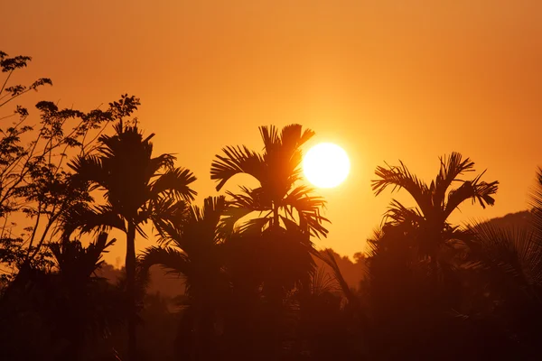 Západ slunce krajina se zelená pole a palm na Srí Lance — Stock fotografie