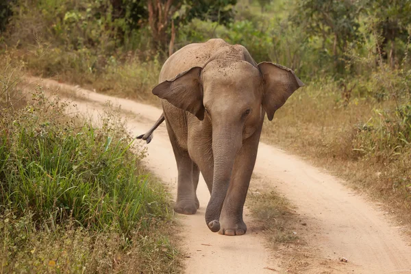 Elefante adulto cammina lungo la strada — Foto Stock
