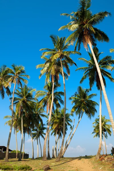 Palmen am Meer in sri lanka — Stockfoto