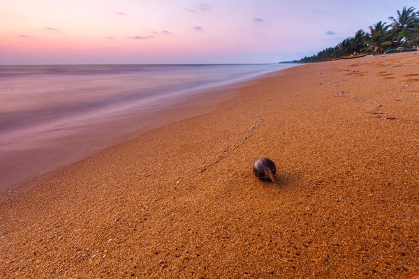 Мальовничий вид на узбережжя з самотнім кокосом на ньому — стокове фото