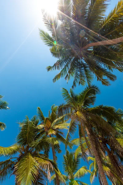 Palmy na pobřeží Srí Lanky — Stock fotografie