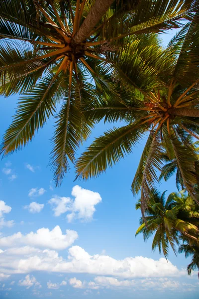 Pohon palem di pantai tropis di Sri Lanka — Stok Foto