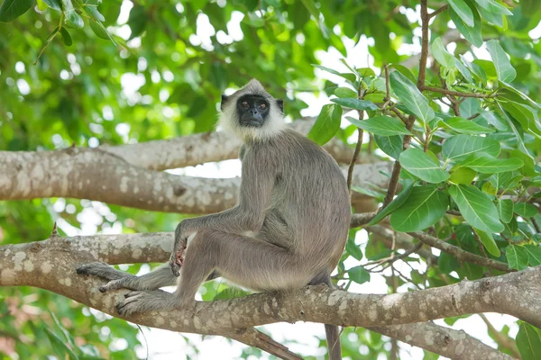 Monkey in jungles of Sri Lanka — Stock Photo, Image