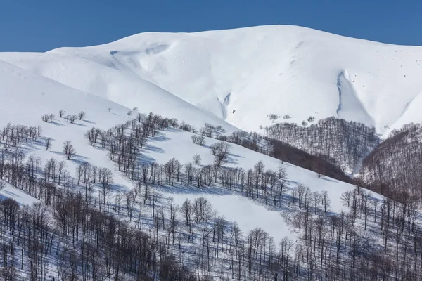 Montaña cubierta de nieve con árboles en sus laderas — Foto de Stock