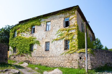 Gürcistan'daki üzüm asma eski taş bina kaplı.