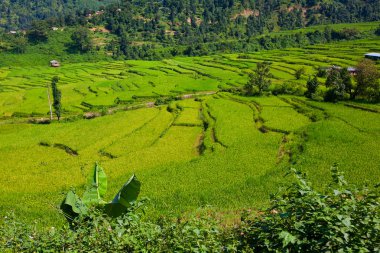 sri Lanka çay yeşil alanlar ile peyzaj