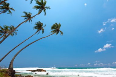 Sri Lanka tropikal sahilinde palmiye ağaçları