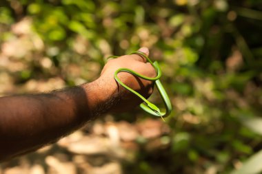 Kılavuzu Sigharaja orman elinde ince yeşil yılan alır