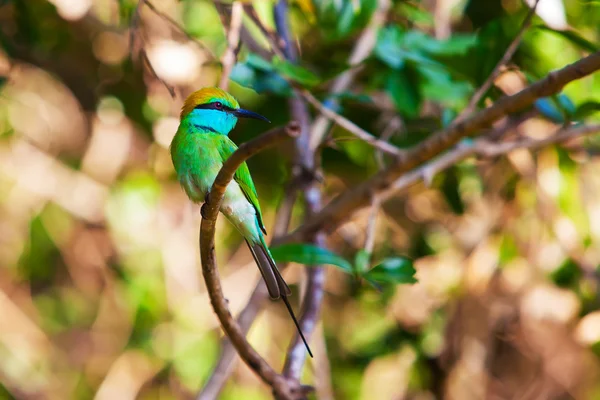 The Green Bee-eater o Merops orientalis en el Parque Nacional de Yala , —  Fotos de Stock