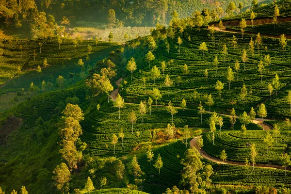 Paysage avec des champs de thé vert au Sri Lanka — Photo