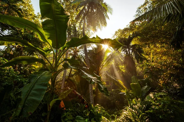 Latar belakang Jungles selama matahari terbit di Sri Lanka — Stok Foto