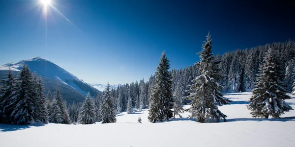 Arbre d'hiver, Vue panoramique sur les montagnes d'hiver — Photo