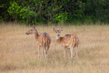 Sika geyik jungls Sri Lanka
