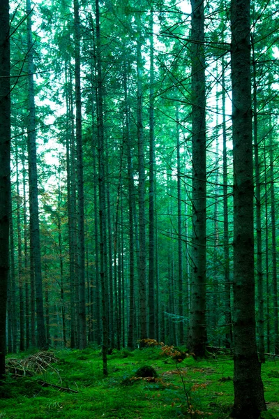 Зеленые деревья создают узор в лесу — стоковое фото