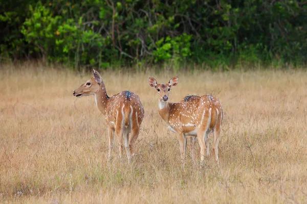 스리랑카의 jungls에서 sika 사슴 — 스톡 사진
