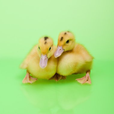 Yeşil zemin üzerine iki küçük ördek
