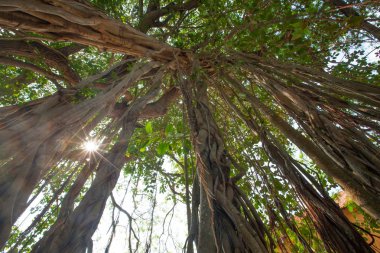 Sri Lanka'nın ortasına büyük kökleri ile büyük ağacı