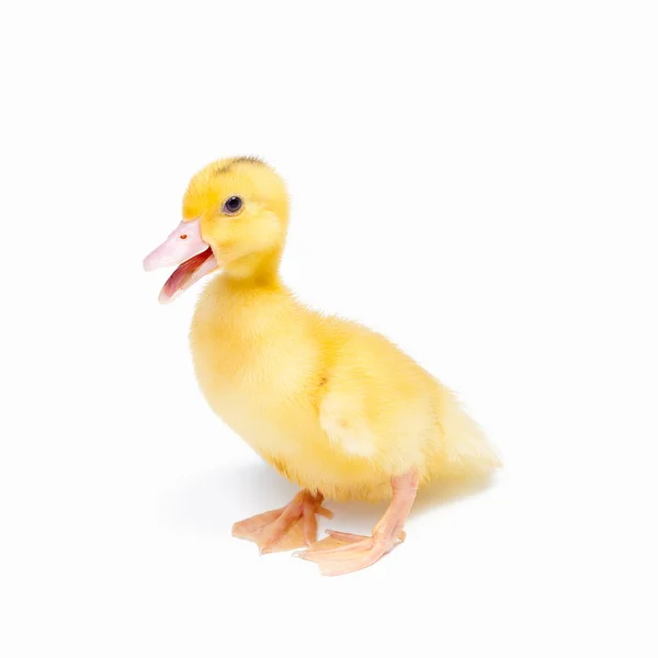 Little ducks on white background — Stock Photo, Image