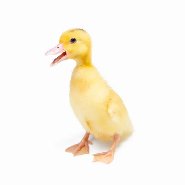 Little ducks on white background — Stock Photo, Image