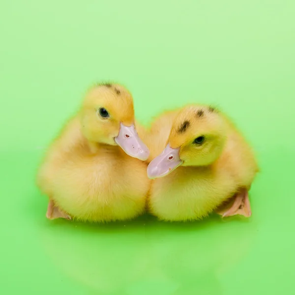 Dois patinhos no fundo verde — Fotografia de Stock