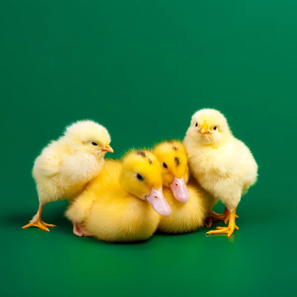 2 つの小さな chicknens と緑の背景のアヒル — ストック写真