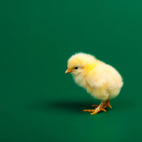 Little chicknen on green background — Stock Photo, Image