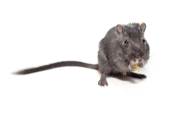 Grappige rat op witte achtergrond — Stockfoto