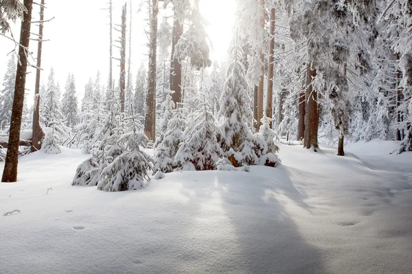 Bosque de invierno en montañas — Foto de Stock