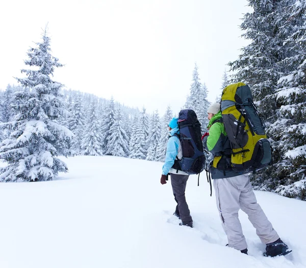 Vandrare går i snö skog — Stockfoto