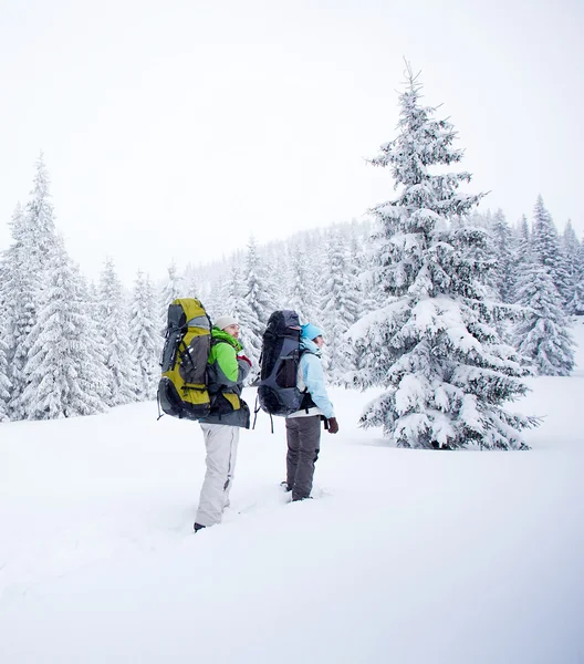 Escursionista nella foresta invernale — Foto Stock