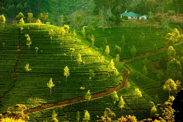 Landschaft mit grünen Teefeldern in sri lanka — Stockfoto