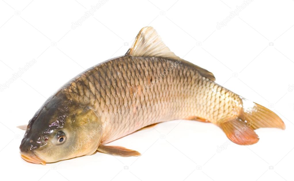 Carp fish close up on a white background