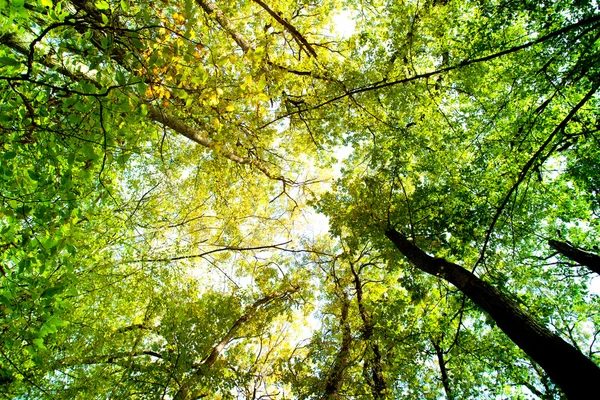 La lumière du soleil traverse les feuilles vertes et jaunes d'automne — Photo