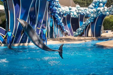 Orlando, Florida. 20 Kasım 2020. Yunuslar Seaworld 'de Yunuslar Günü Gösterisinde Zıplıyorlar (7)