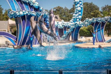Orlando, Florida. 20 Kasım 2020. Yunuslar Seaworld 'de Yunuslar Günü Gösterisinde Zıplıyor (9))