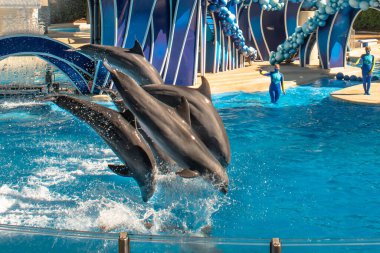 Orlando, Florida. 20 Kasım 2020. Yunuslar Seaworld 'de Yunuslar Günü Gösterisinde Zıpladı (43)