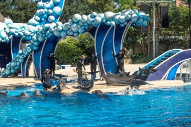 Orlando, Florida. 20 Kasım 2020. Yunuslar Seaworld 'de Yunuslar Günü Gösterisinde Zıplıyor (50)