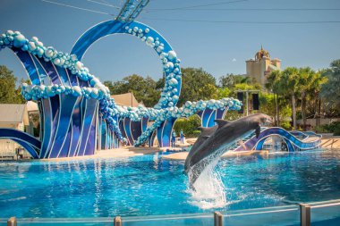 Orlando, Florida. 20 Kasım 2020. Yunuslar Seaworld 'de Yunuslar Günü Gösterisinde Zıplıyor (56)