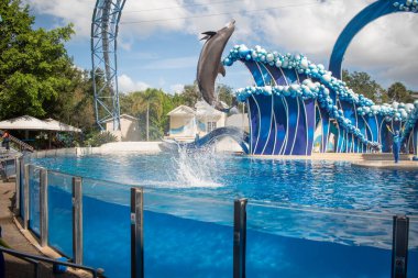 Orlando, Florida. 20 Kasım 2020. Yunuslar Seaworld 'de Yunuslar Günü Gösterisinde Zıplıyor (58)