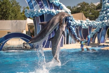 Orlando, Florida. 20 Kasım 2020. Yunuslar Seaworld 'de Yunuslar Günü Gösterisinde Zıplıyor (98)