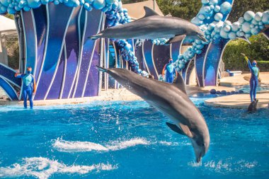 Orlando, Florida. 20 Kasım 2020. Yunuslar Seaworld 'de Yunuslar Günü Gösterisinde Zıpladı (101)
